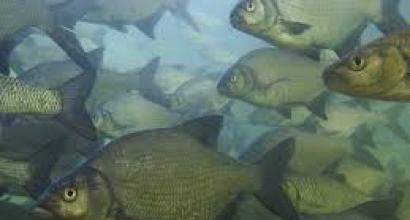 Catching bream in the fall on the feeder