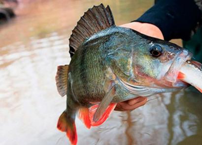 Élőcsali horgászat ősszel Háló élőcsali fogására
