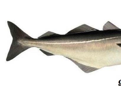 Aký druh ryby je treska a kde sa vyskytuje?