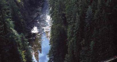 Ponte sospeso in Canada: una passeggiata tra gli abeti Viaggio tra le cime degli alberi