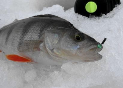 Perca con plantilla: cómo pescar en invierno.